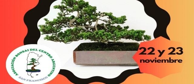 Muestra de bonsai 