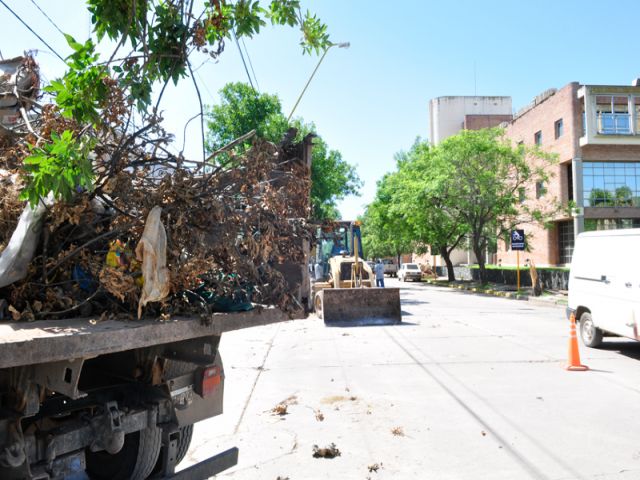 Continúa la recolección de ramas y troncos que dejó el temporal en la ciudad