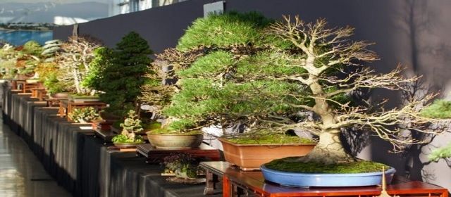 Expo Bonsai 2024