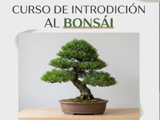 Curso de Introdución al Bonsái