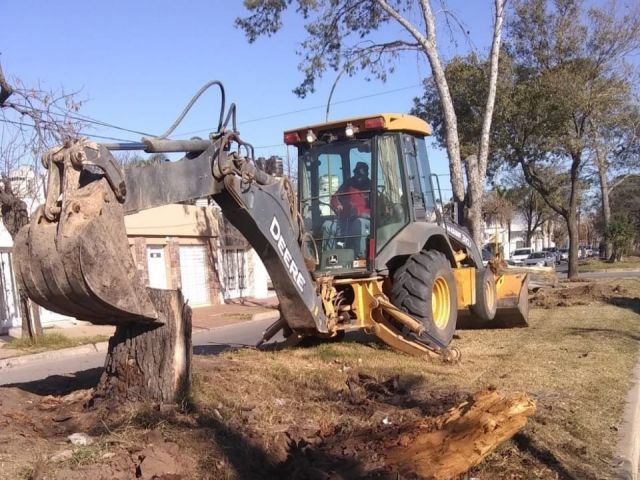 El municipio remueve y extrae ejemplares secos en accesos a la ciudad