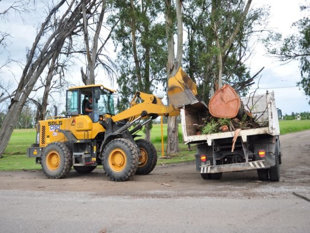 El municipio remueve y extrae ejemplares secos en accesos a la ciudad