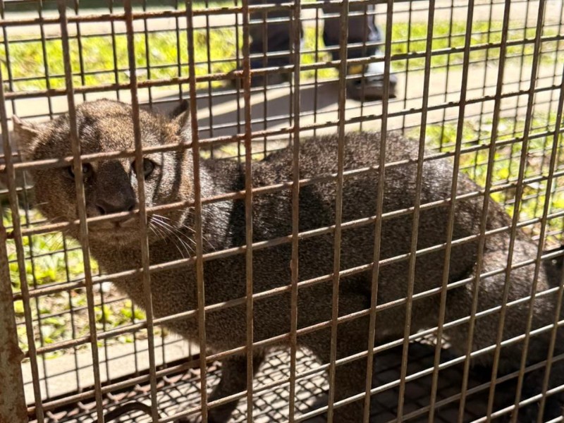 Incautan un felino silvestre en una vivienda de la ciudad